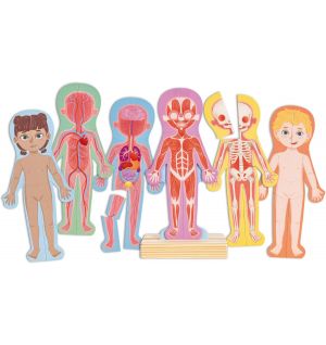 Hape - Human Body Magnetic Puzzle